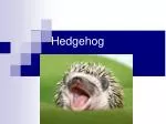 African Pygmy Hedgehog: Care, Diet, and Habits - slide 1