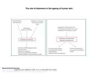 The role of telomeres in the ageing of human skin