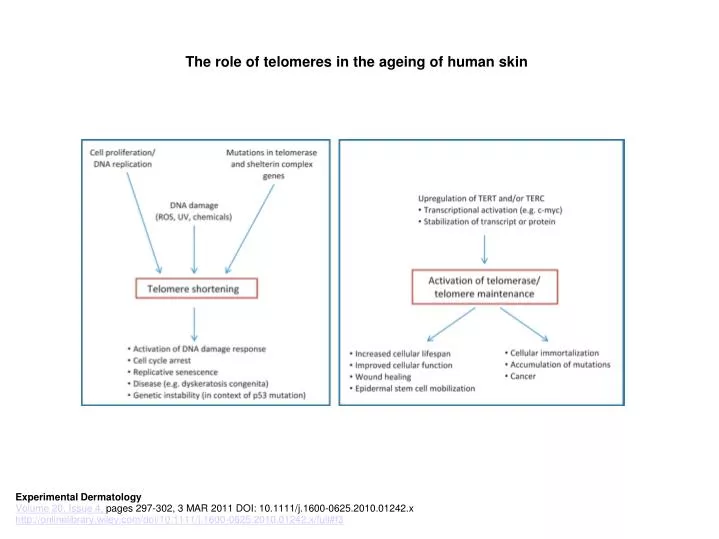 the role of telomeres in the ageing of human skin
