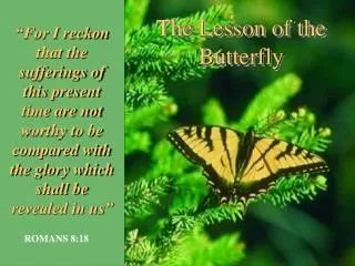 The Lesson of the Butterfly