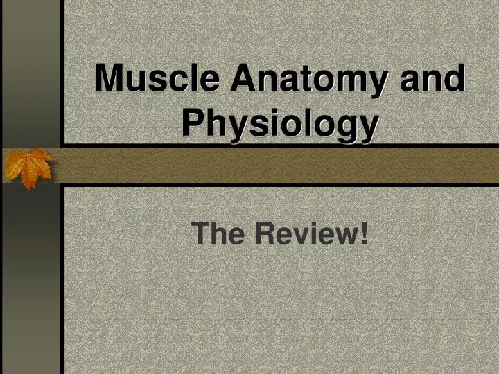 muscle anatomy and physiology