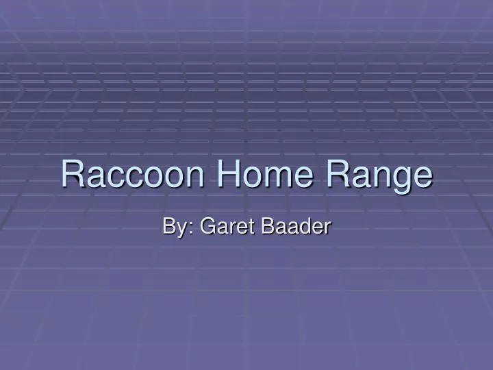 raccoon home range