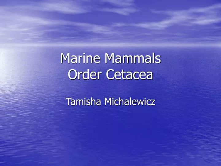 marine mammals order cetacea