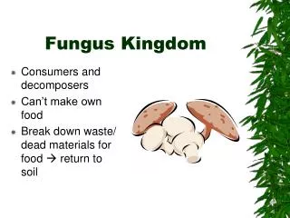 Fungus Kingdom