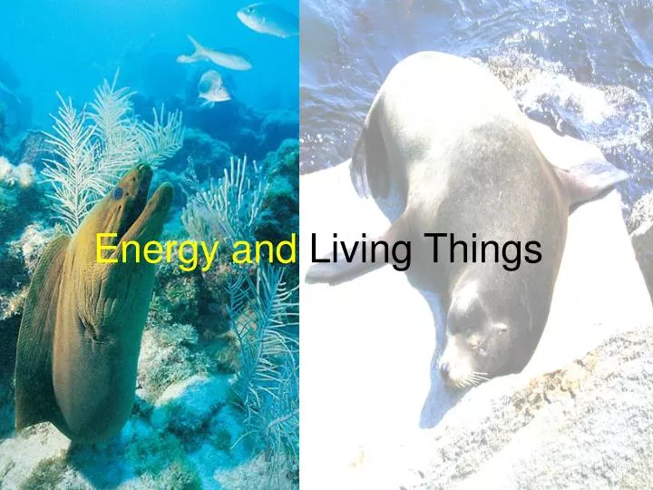 energy and living things