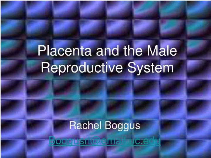 placenta and the male reproductive system
