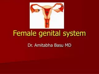 Female genital system