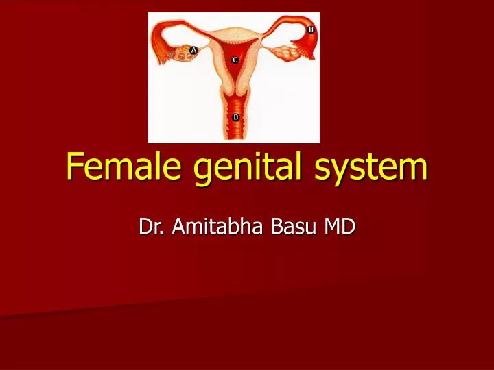 female genital system