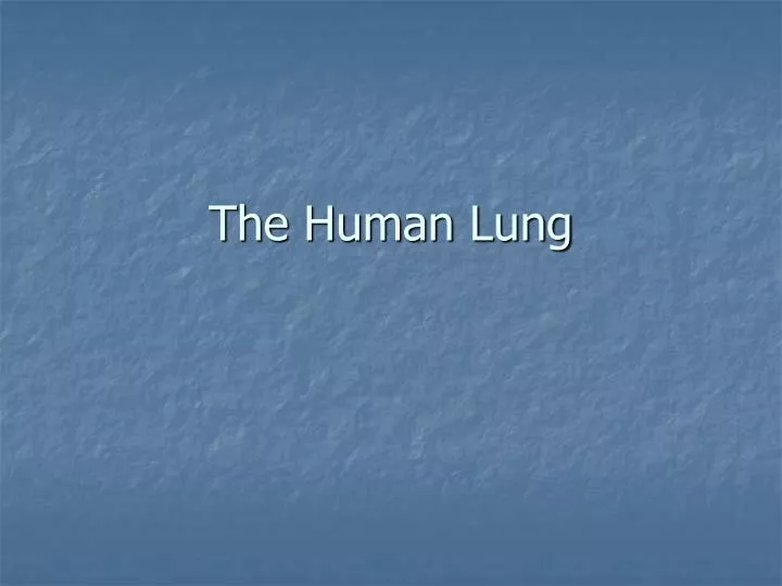 the human lung