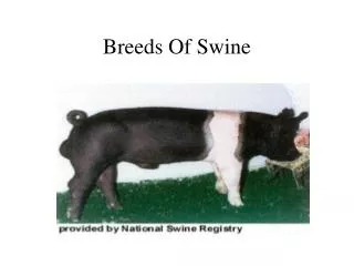 Breeds Of Swine