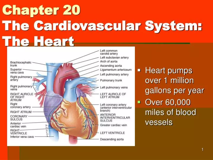 Chapter 20 The Cardiovascular System: The Heart