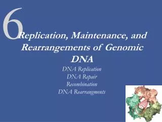 Replication, Maintenance, and Rearrangements of Genomic DNA DNA Replication DNA Repair Recombination DNA Rearrangments