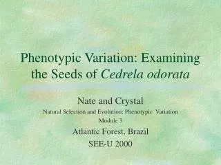Phenotypic Variation: Examining the Seeds of Cedrela odorata
