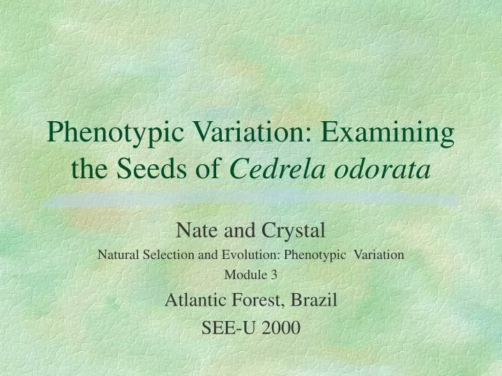 phenotypic variation examining the seeds of cedrela odorata