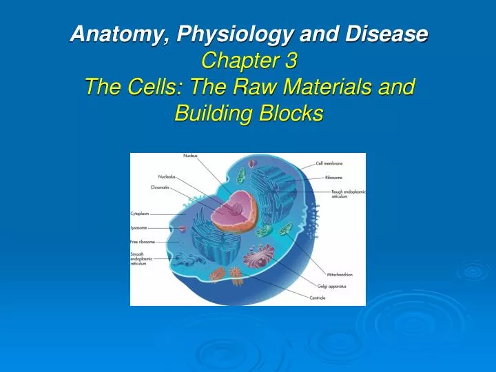 anatomy physiology and disease chapter 3 the cells the raw materials and building blocks