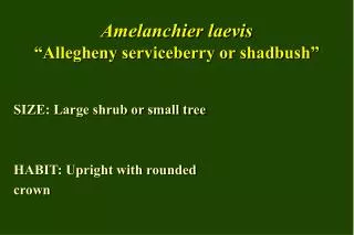 Amelanchier laevis “Allegheny serviceberry or shadbush”