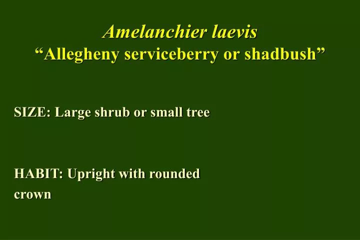 amelanchier laevis allegheny serviceberry or shadbush