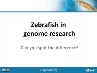 Zebrafish in genome research