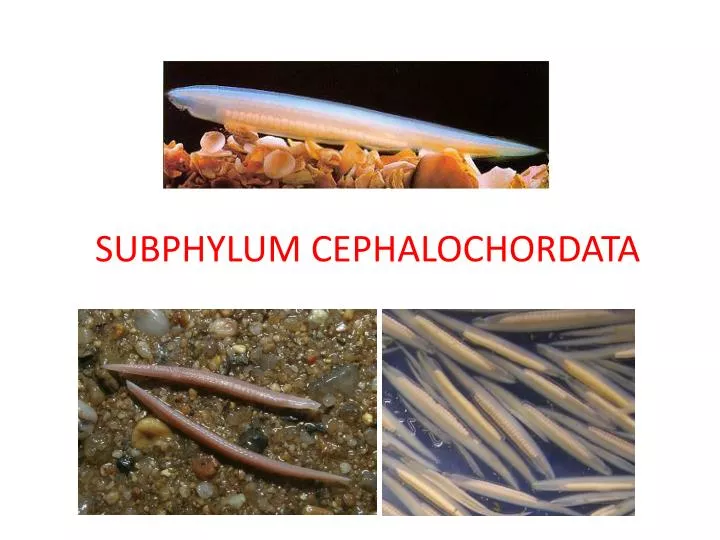 subphylum cephalochordata