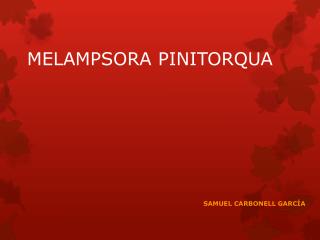 melampsora pinitorqua