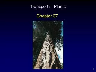 Transport in Plants