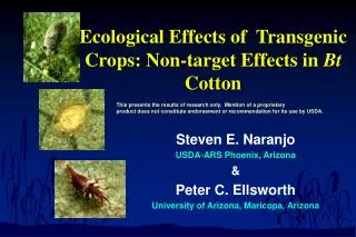 Ecological Effects of Transgenic Crops: Non-target Effects in Bt Cotton