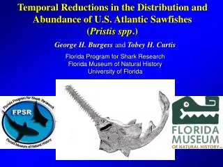 Temporal Reductions in the Distribution and Abundance of U.S. Atlantic Sawfishes ( Pristis spp .)