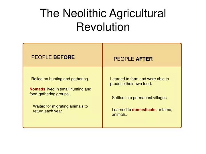 the neolithic agricultural revolution