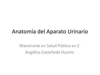 anatom a del aparato urinario