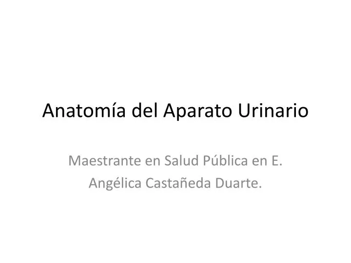 anatom a del aparato urinario