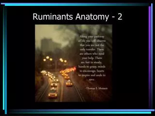 Ruminants Anatomy - 2