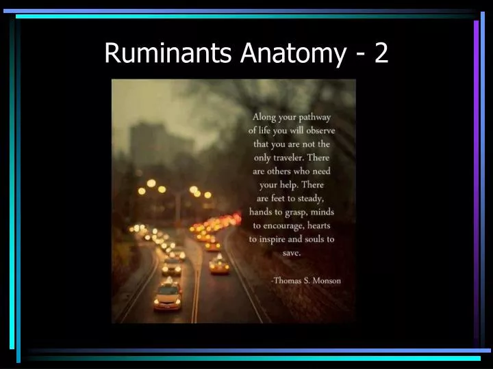 ruminants anatomy 2
