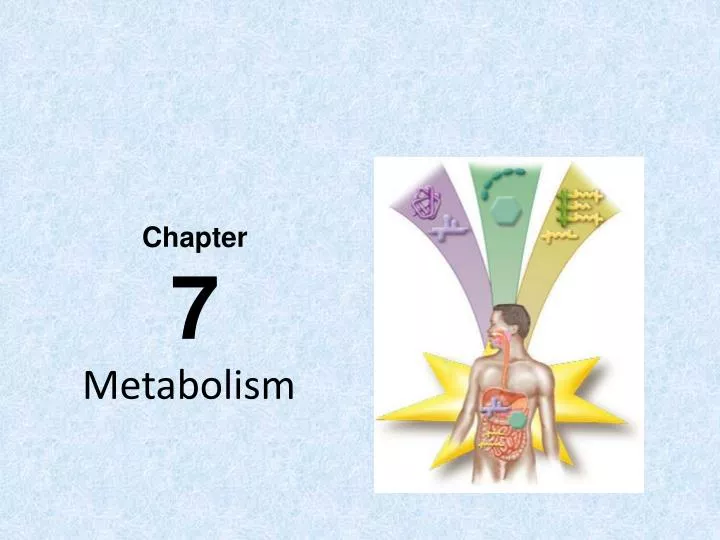 metabolism