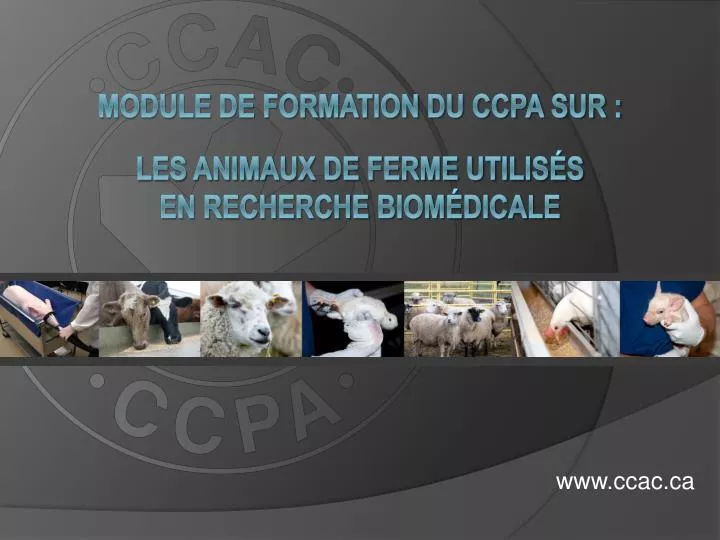 module de formation du ccpa sur les animaux de ferme utilis s en recherche biom dicale