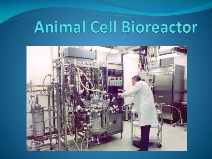animal cell bioreactor