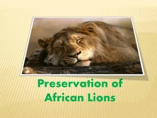 Preservation of African Lions
