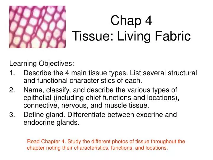 chap 4 tissue living fabric