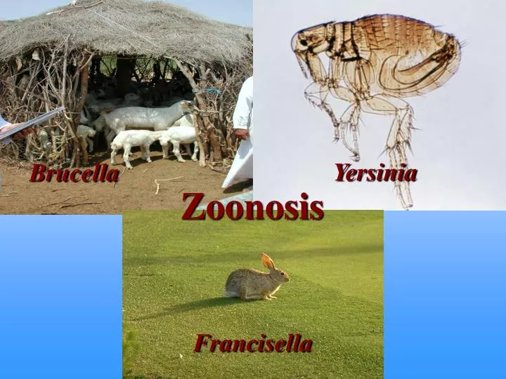 zoonosis