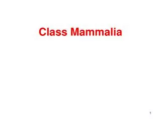 Class Mammalia