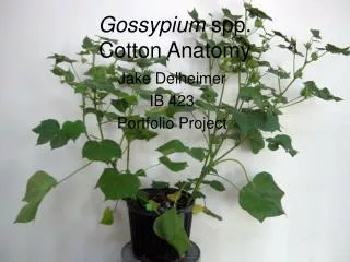 gossypium spp cotton anatomy