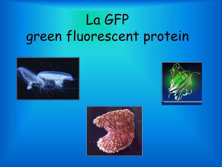 la gfp green fluorescent protein