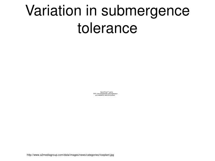 variation in submergence tolerance