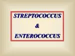 STREPTOCOCCUS &amp; ENTEROCOCCUS - slide 1