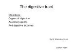 The digestive tract - slide 1
