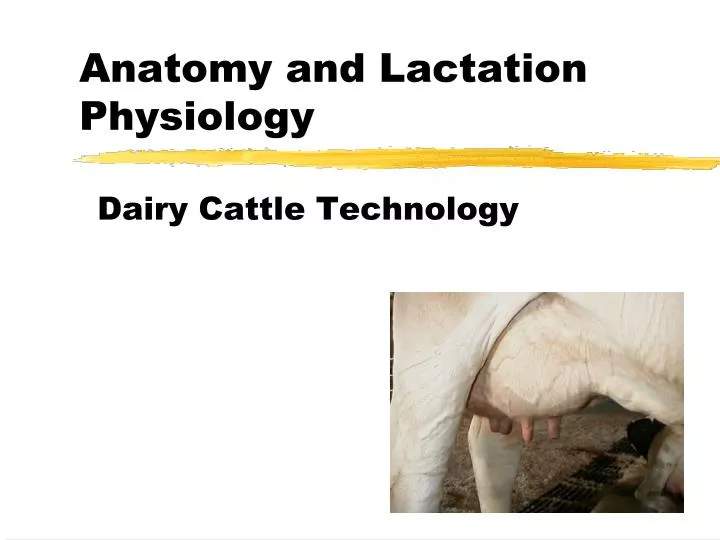 anatomy and lactation physiology