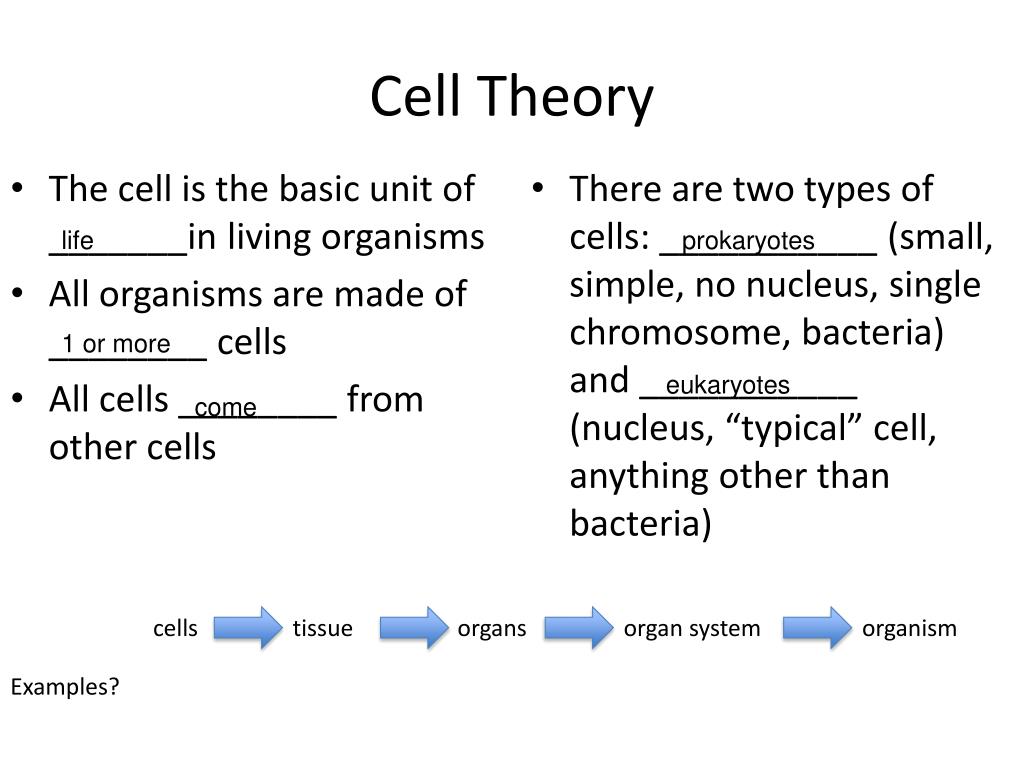 PPT - Cell Theory PowerPoint Presentation, free download - ID:1385293