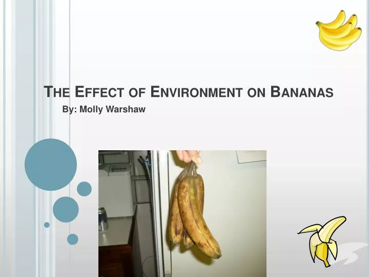the effect of environment on bananas