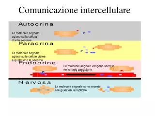 Comunicazione intercellulare