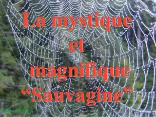 La mystique et magnifique “Sauvagine”