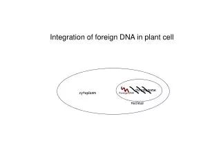 Integration of foreign DNA in plant cell